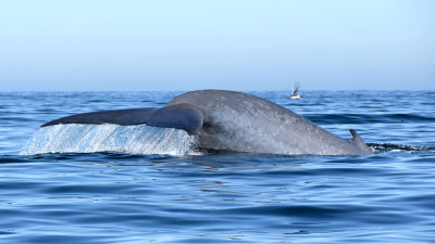 Blue Whale