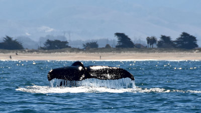 Active Baby Humpback