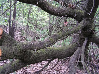P1010028 (2).jpg
