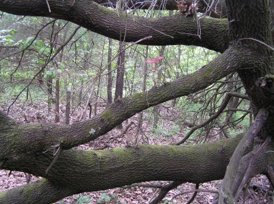 P1010029 (1).jpg
