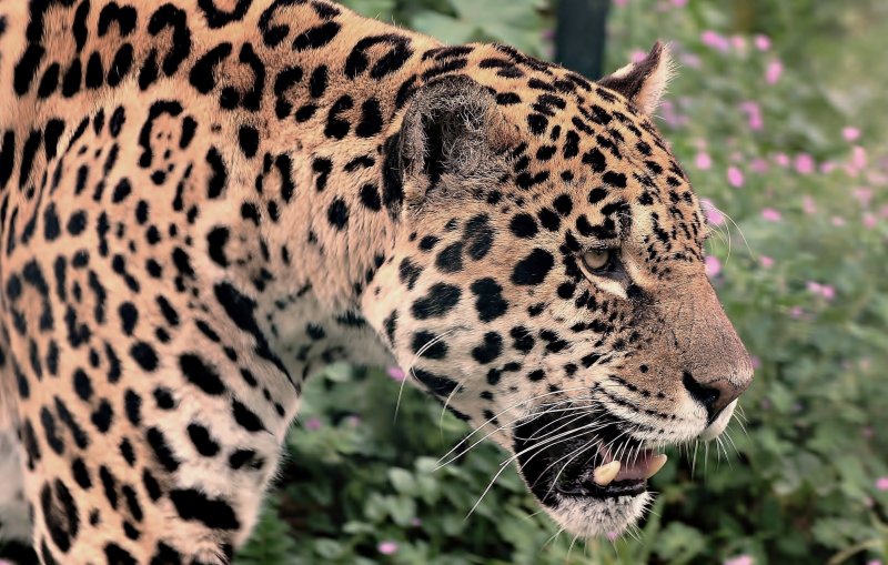 Persian leopard