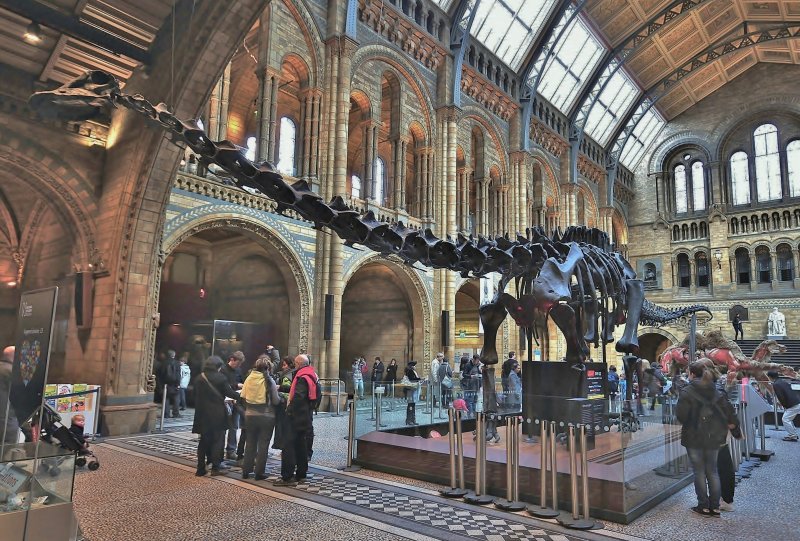 Natural History Museum,  the central hall.