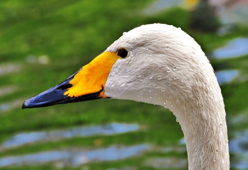 duck