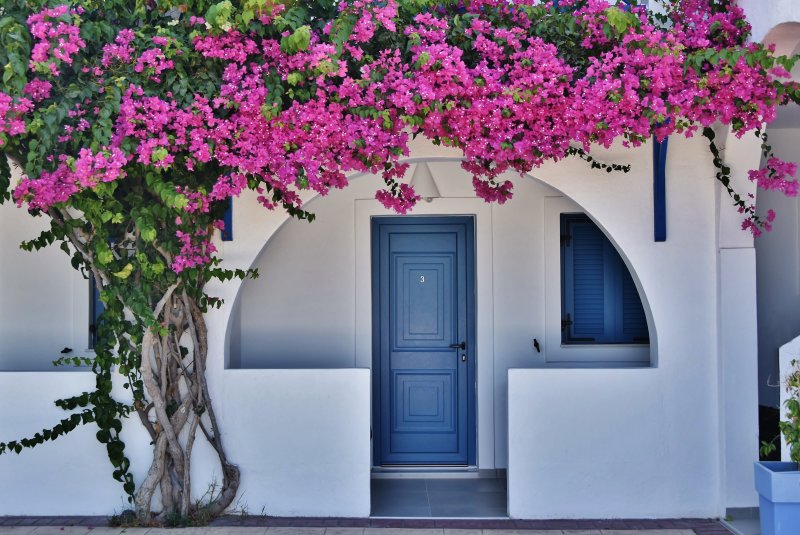 The house with the bougainvillea.