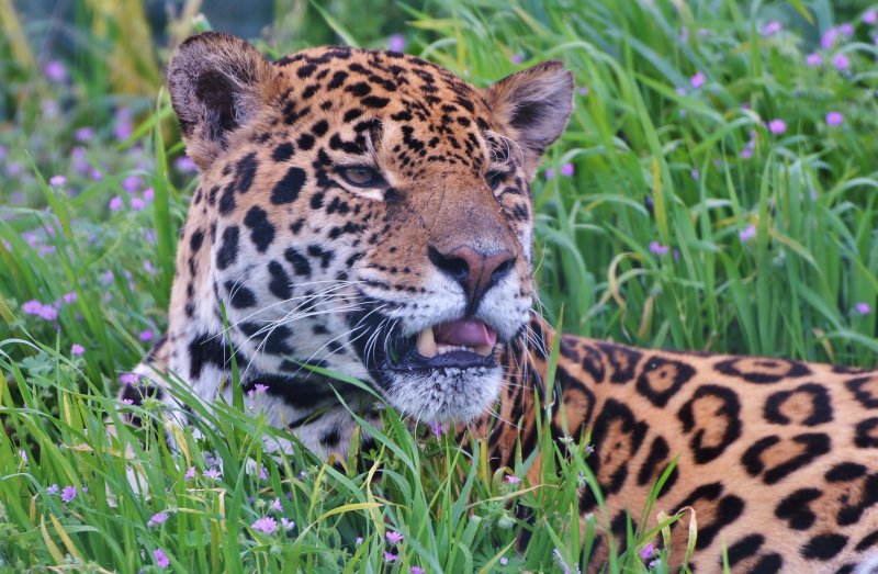 Persian leopard