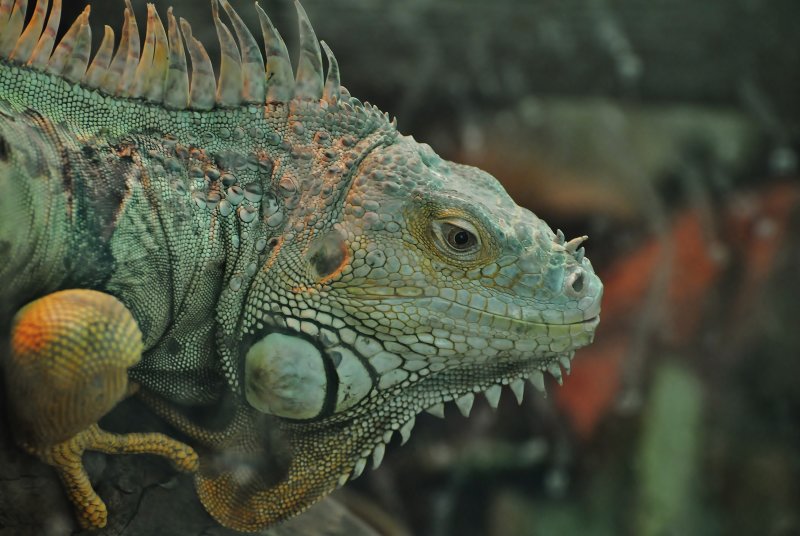 Green iguana.