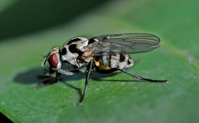 Hungry fly
