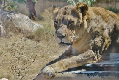 Female Angola lion - Panthera leo melanochaita