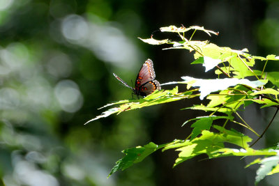 Butterflies