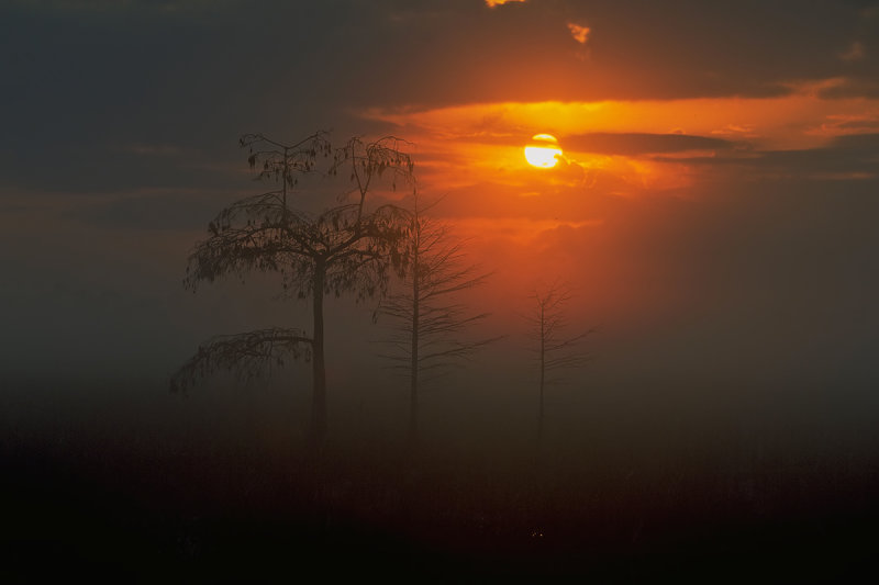 Everglades at dawn