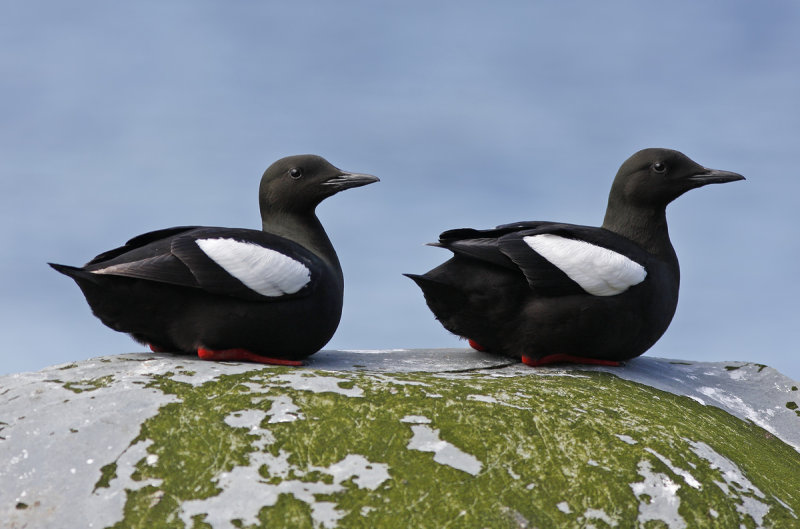 Black Guillemots