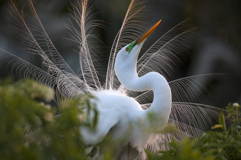 Great Egret