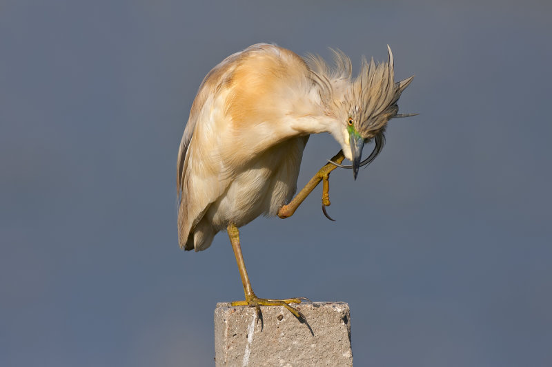 Squacco Heron