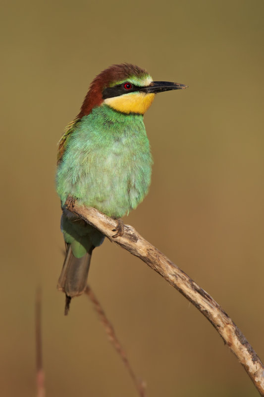 Bee-eater