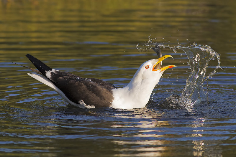 Great Black-backed Gull