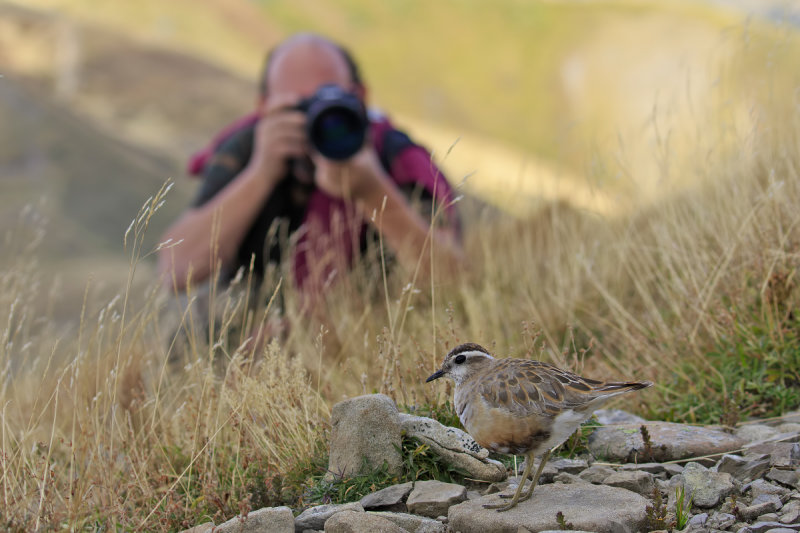 Dotterel and photographer...