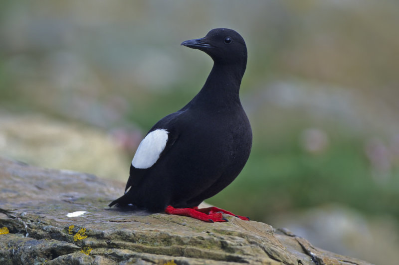 Black Guillemot