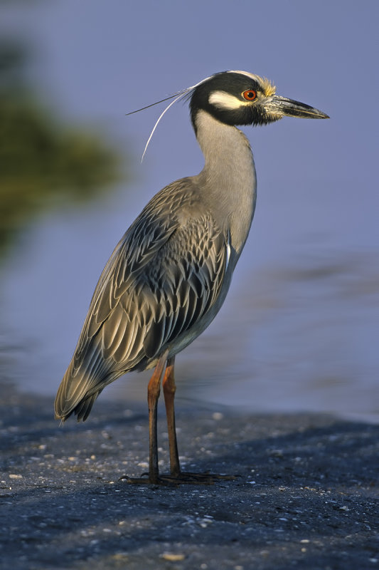 Yellow-crowned Night Heron