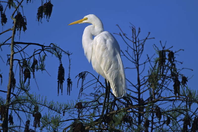 Great Egret