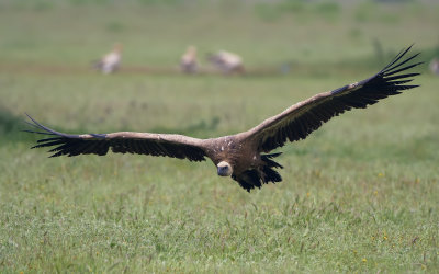 Griffon Vulture