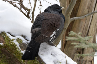 Capercaillie