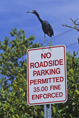 Little Blue Heron