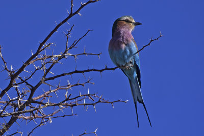 Lilac-breasted Roller