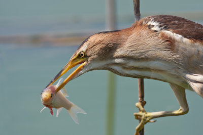 Little Bittern