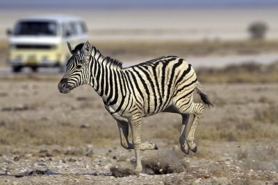 Burchell's Zebra