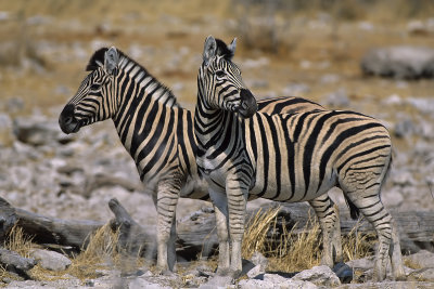 Burchell's Zebras