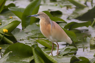 Squacco Heron