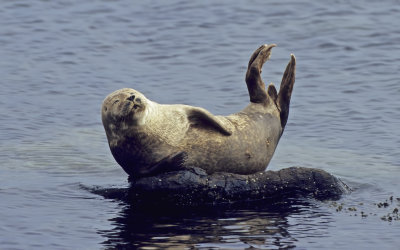 Common Seal