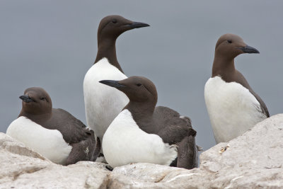 Guillemots