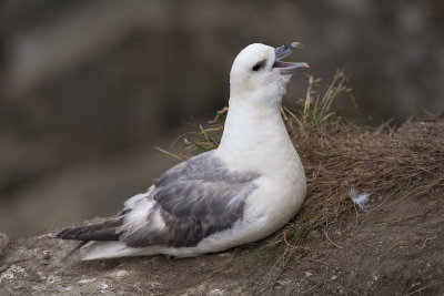 Fulmar