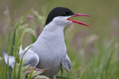 Artic Tern