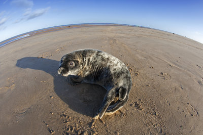 Young Seal