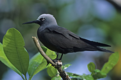 Lesser Noddy Tern