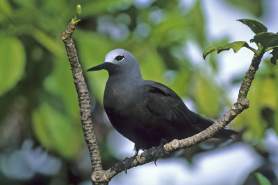 Lesser Noddy Tern