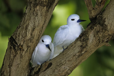 Fairy Terns