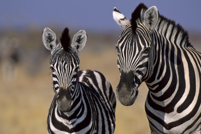 Burchell's Zebras