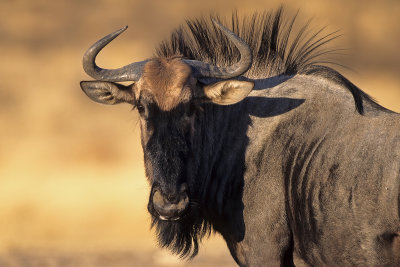 Wildebeest