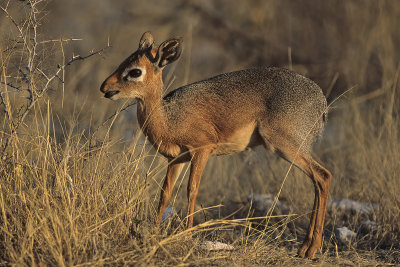 Damara Dik Dik