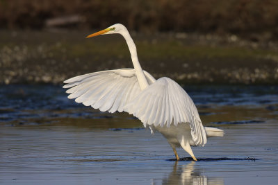 Great Egret