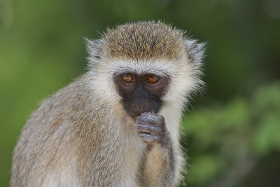 Vervet Monkey