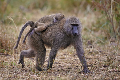 Olive Baboons