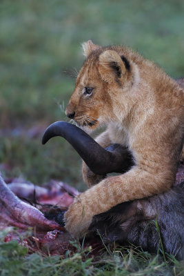 Young lion and prey