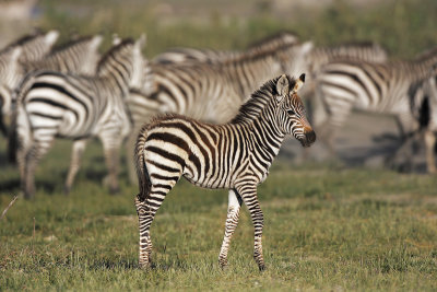 Zebras