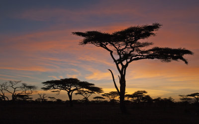 Ndutu Plains