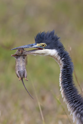 Black-headed heron with prey