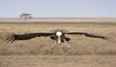 White-backed vulture